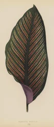 Maranta Regalis